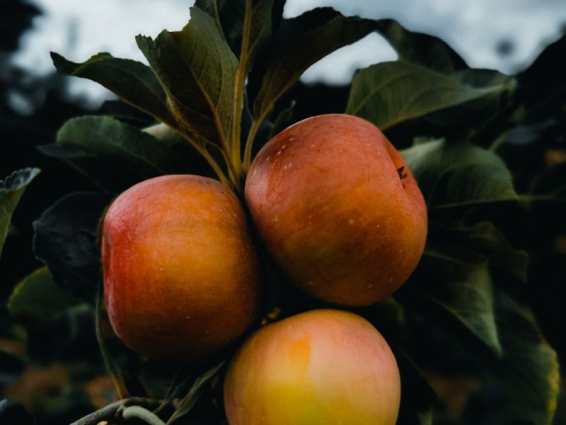 Perfect Fruit